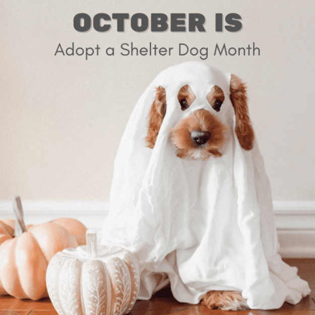 National Adopt A Shelter Dog Month 